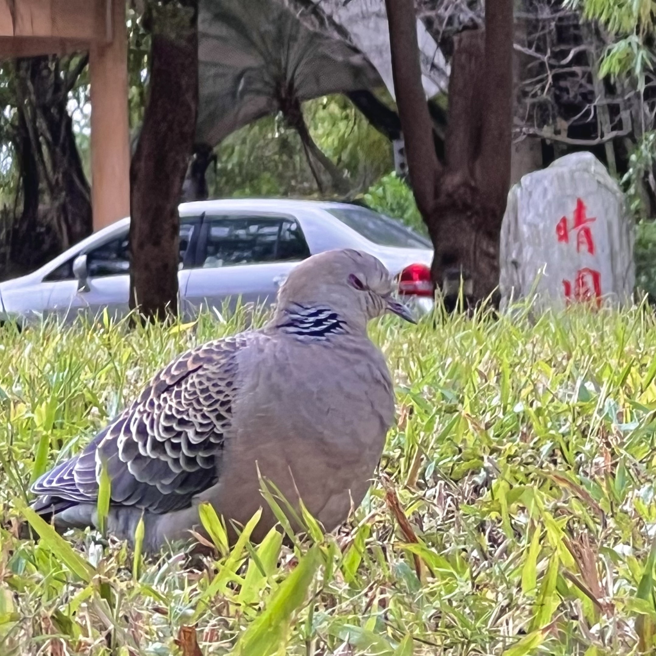 金背鳩